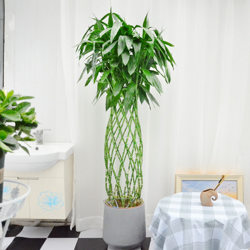 富贵竹 开运竹花瓶竹笼绿植办公室内净化空气常绿大盆栽植物花卉