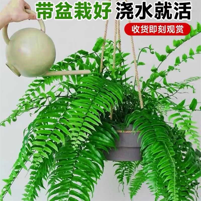 霸王蕨类植物盆栽垂吊盆栽挂式波士顿蕨肾蕨室内造景阳台室内绿植