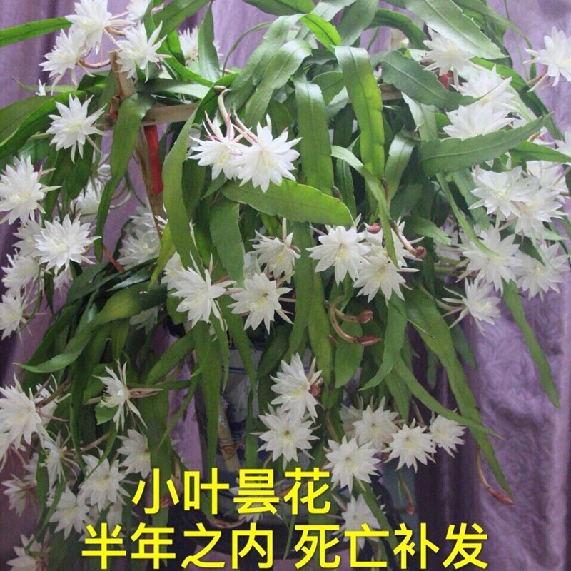 美国小叶昙花苗盆栽进口细叶大叶印尼白色爬藤垂吊室内外植物香味