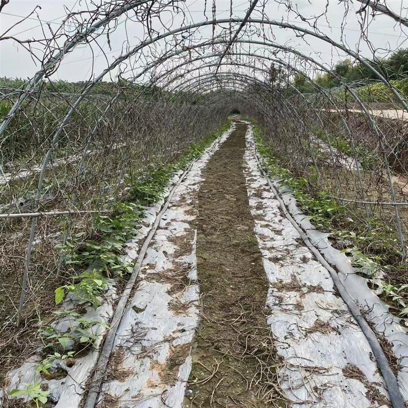 瓜棚管架毛节瓜苦瓜丝瓜豆角爬藤架菜园拱棚架花圃拱形架暖棚支架