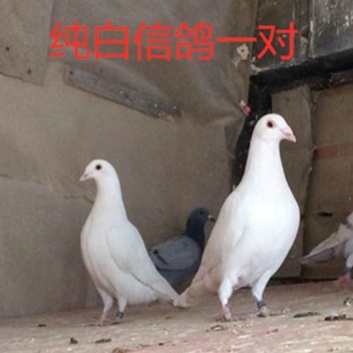 鸽子活体信鸽赛鸽天落鸟黑色信鸽火凤凰大红袍麒麟花纯白信鸽包邮