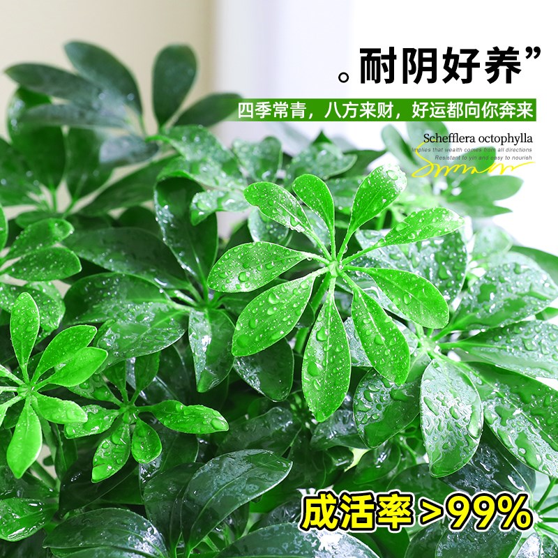 八方来财鸭脚木盆栽办公室内净化空气七叶莲四季常青绿植好养易活