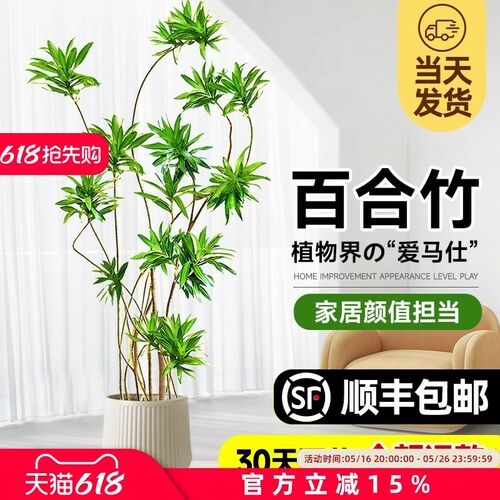 百合竹客厅绿植室内大型落地式大盆栽办公室四季常青造型真花植物