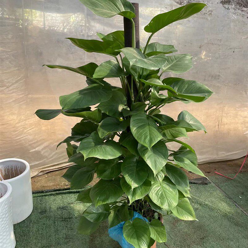 大叶绿萝柱盆栽室内大型植物绿箩长藤净化空气吸甲醛绿萝树大盆栽