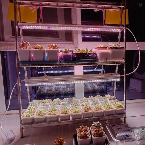贵翔光配方LED全光谱仿太阳光植物补光灯多肉上色防徒长绿植花卉