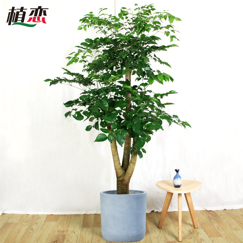 幸福树室内大盆景盆栽开业送礼植物走廊前台接待绿植 宁波慈溪