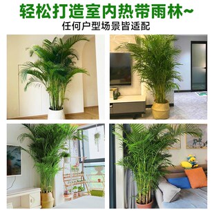 散尾葵绿植物盆栽客厅家用室内高级大型凤尾竹老桩落地办公室好养