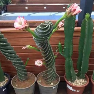 龙卷风仙人掌高级螺旋多肉植物室内盆栽仙人球开花品种大全防辐射