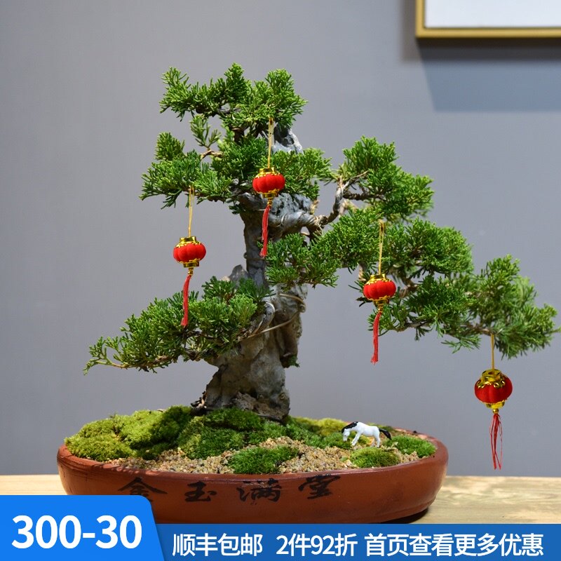真松柏附石悬崖式盆景造景盆栽植物室内客厅四季常青桌面绿植摆件