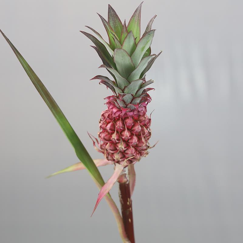 粉色黑凤梨小菠萝拇指菠萝水培瓶插鲜花同城速递斗南发货