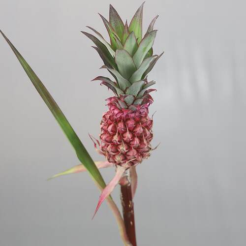 粉色黑凤梨小菠萝拇指菠萝水培瓶插鲜花同城速递斗南发货