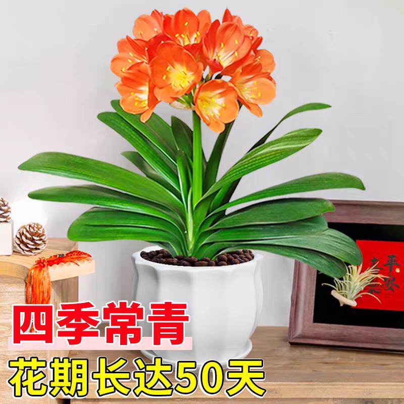 君子兰盆栽带花苞精品圆头和尚兰花大苗客厅室内桌面摆件名贵鲜花