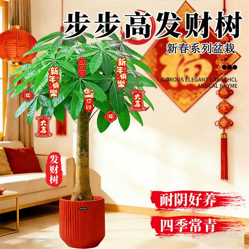 辫子发财树客厅盆栽大型室内绿植招财树办公室乔迁开业落地植物棵