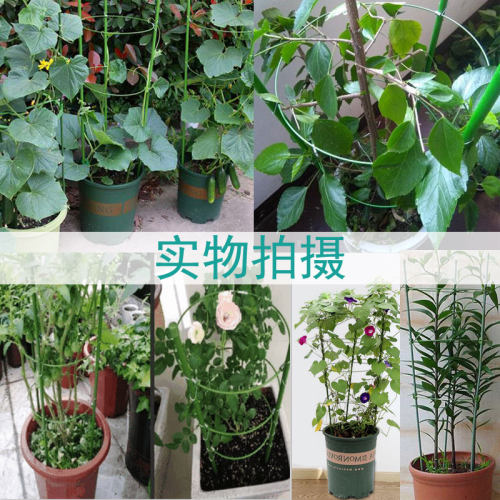 陌陌园艺月季爬藤架子花架铁线莲架绿萝支撑杆室内阳台攀爬架包邮