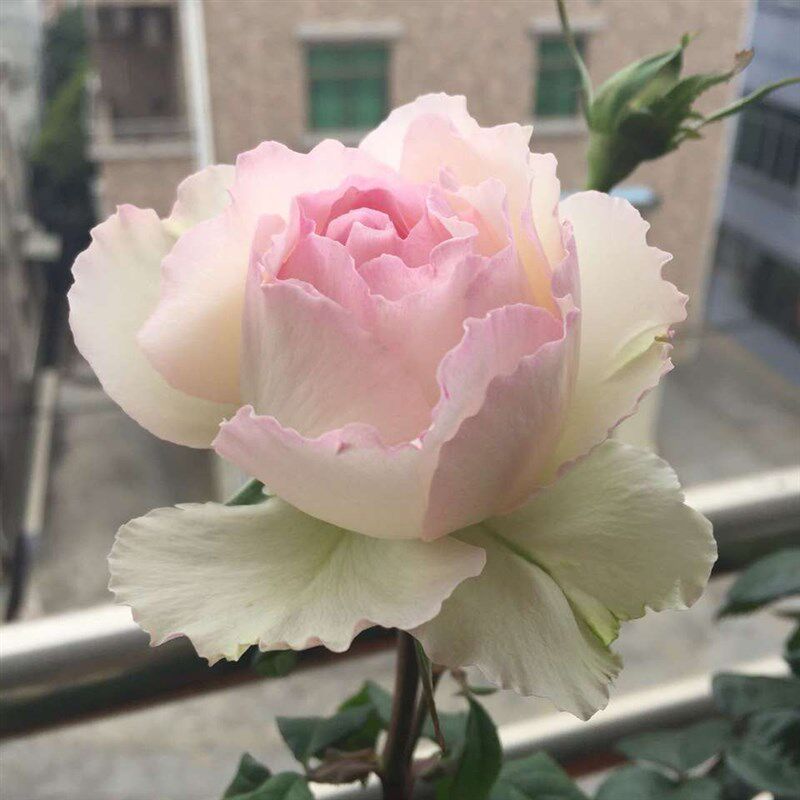 佩尔朱克月季花苗盆栽特大花浓浓果香味四季常开花卉阳台花园植物图片