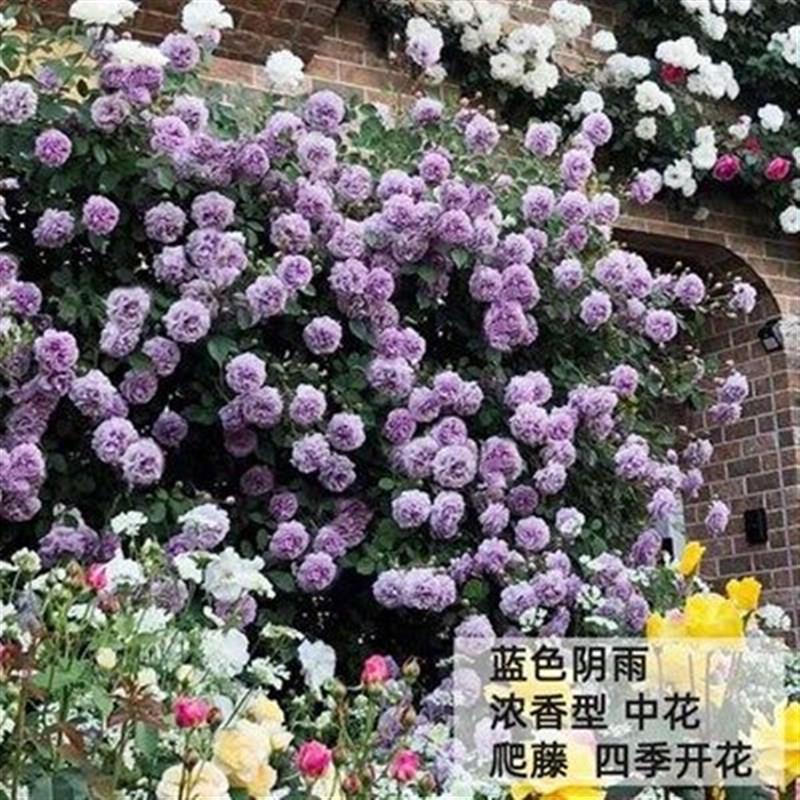 藤本月季花苗大花浓香型耐寒蔷薇花苗攀援爬藤植物庭院阳台玫瑰花