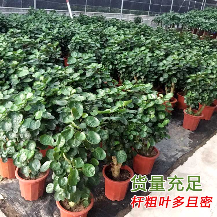 金钱兜圆叶福禄桐盆栽花卉室内客厅金钱桐树桩盆景四季常青植物