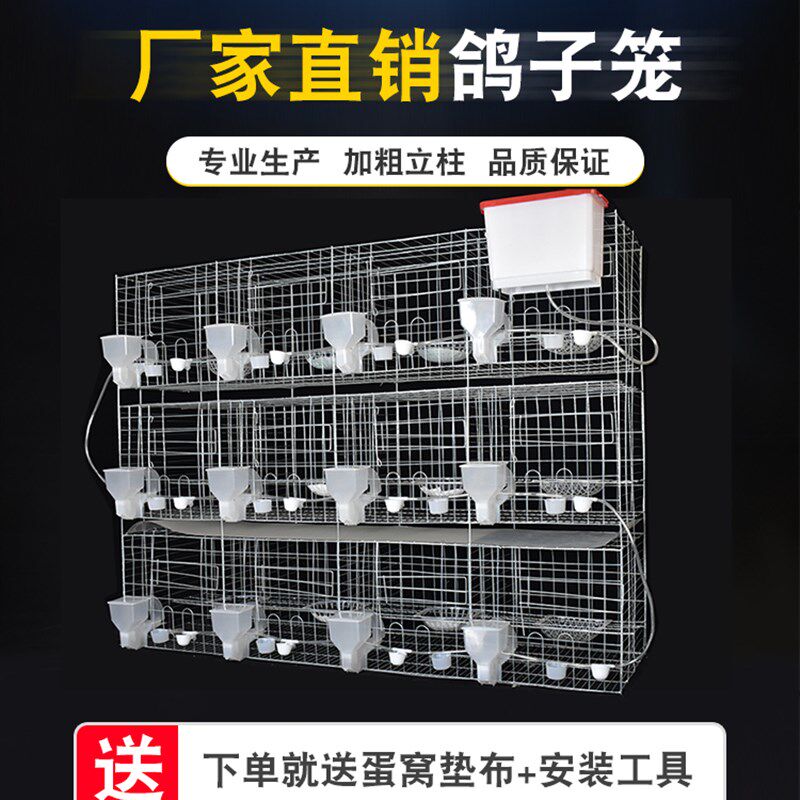 鸽子笼家用繁殖配对笼养鸽子专用肉鸽养殖笼子专业大型元宝鸽笼