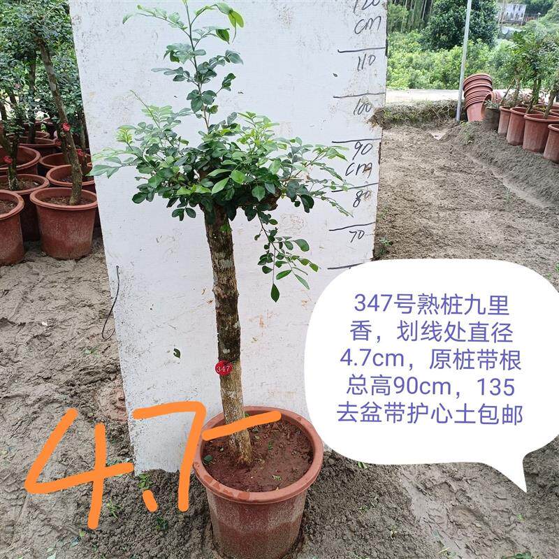 九里香老桩盆景九里香盆栽多季开花四季常绿花香浓香矮桩