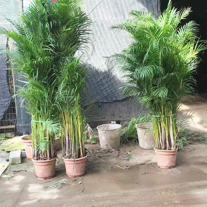 散尾葵盆栽凤尾竹办公室室内客厅大型绿植袖珍椰子夏威夷花卉植物