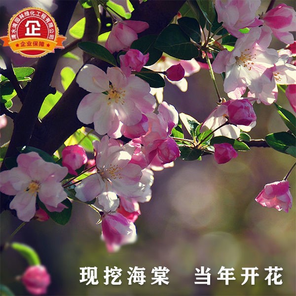 海棠树苗海棠苗海棠花盆栽西府垂丝北美红宝石庭院花卉植物绿化苗