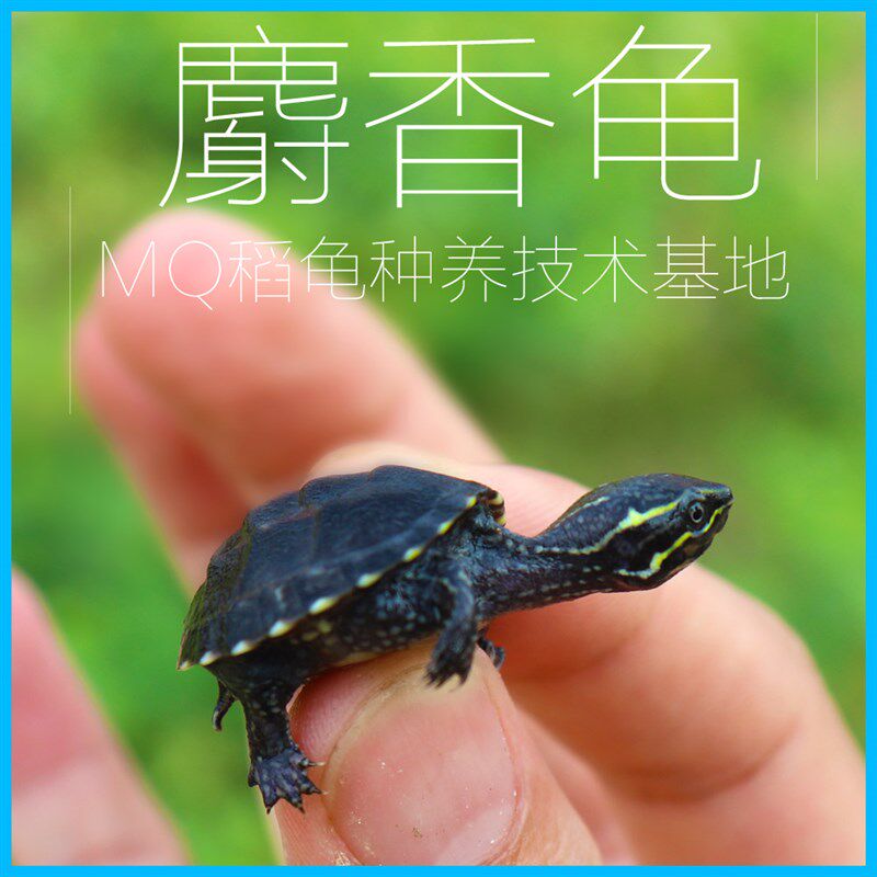 麝香龟苗乌龟活体蛋龟深水龟宠物观赏龟迷你剃刀龟屋顶龟剃刀射香