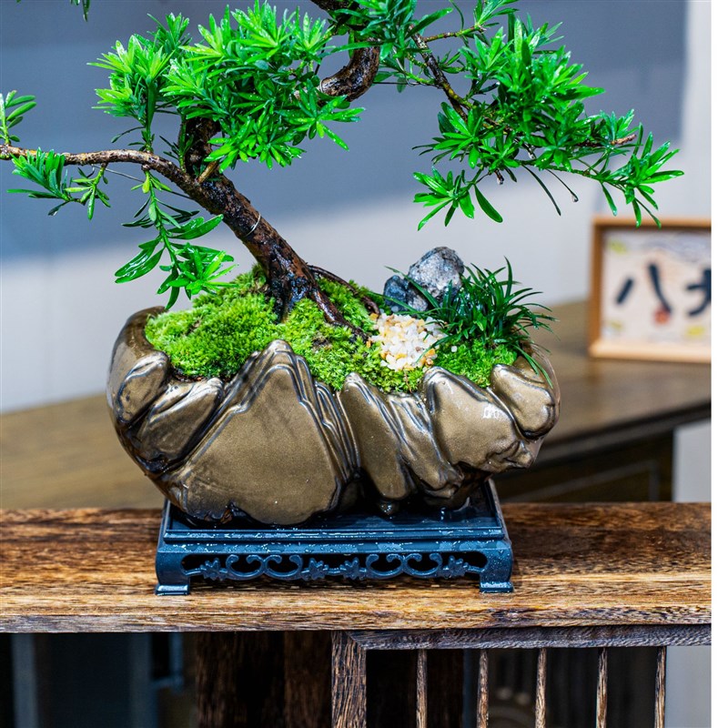 牵枝老桩造型罗汉松盆景室内好养盆栽绿植美观茶室客厅阳台