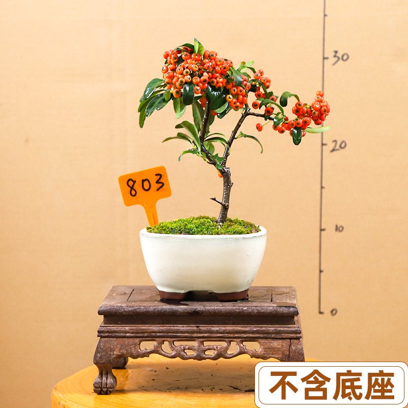 【火棘盆景 微型盆栽 老桩 小品造型】茶台书桌吉祥果一物一拍