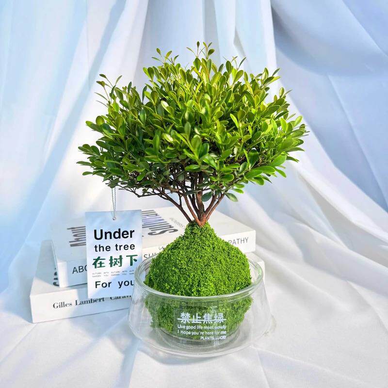 小叶赤楠水培植物盆景客厅懒人花卉绿植室外好养耐活盆栽办公室内