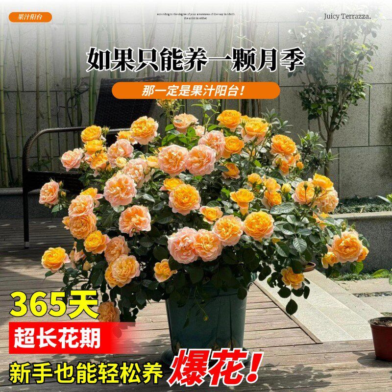 果汁阳台月季盆栽四季开花卉玫瑰鲜花带花苞阳台爬藤植物蔷薇花苗