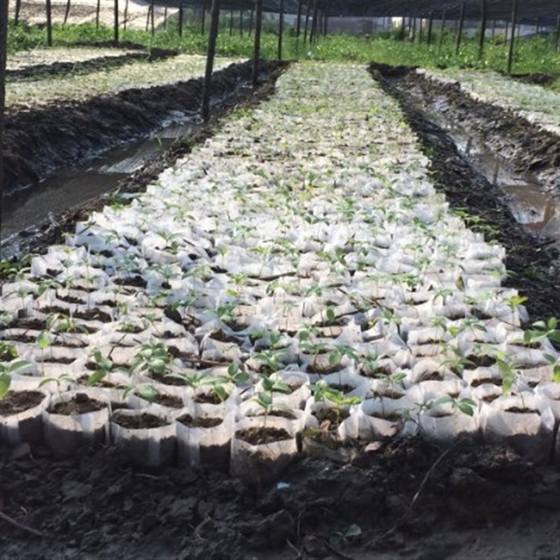 一万个包邮环保可降解不织布育苗袋树苗袋种植袋提高成活率布袋