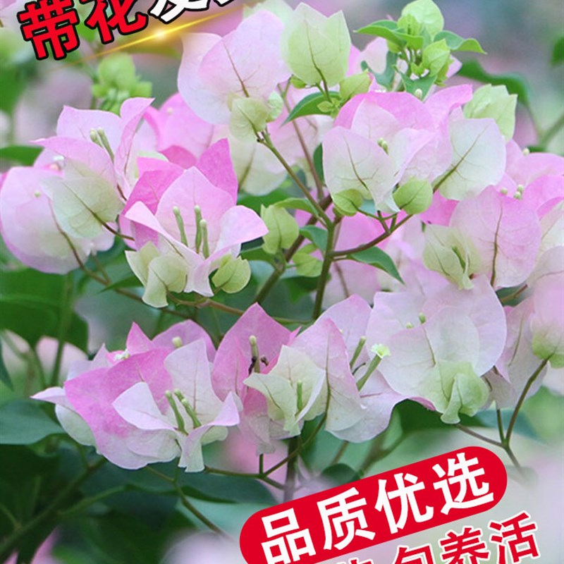三角梅盆栽带花苞绿樱云南紫四季开花卉阳台庭院爬藤植物室外盆景