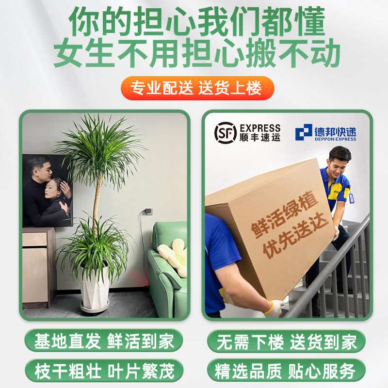 龙血树大型盆栽多头龙须树室内客厅龙铁树盆栽花卉植物办公室盆景