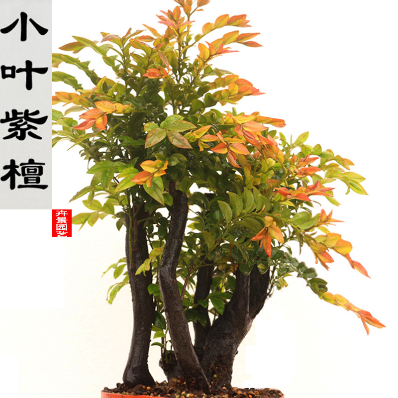小叶紫檀盆景树桩树苗室内花卉盆栽客厅办公桌面绿植四季常青植物