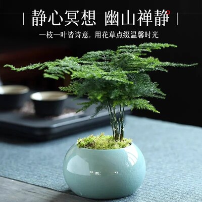 文竹盆栽茶桌摆件水培竹子绿植物盆景茶室办公桌文松造景高端花卉