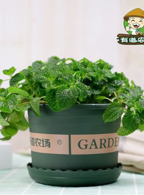 吸毒草盆栽室内植物新房绿植好养活四季盆栽吊兰客厅花卉薄荷驱蚊