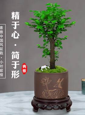 小叶紫檀盆景黑骨茶植物盆栽办公室桌面室内花卉绿植好养禅意摆件