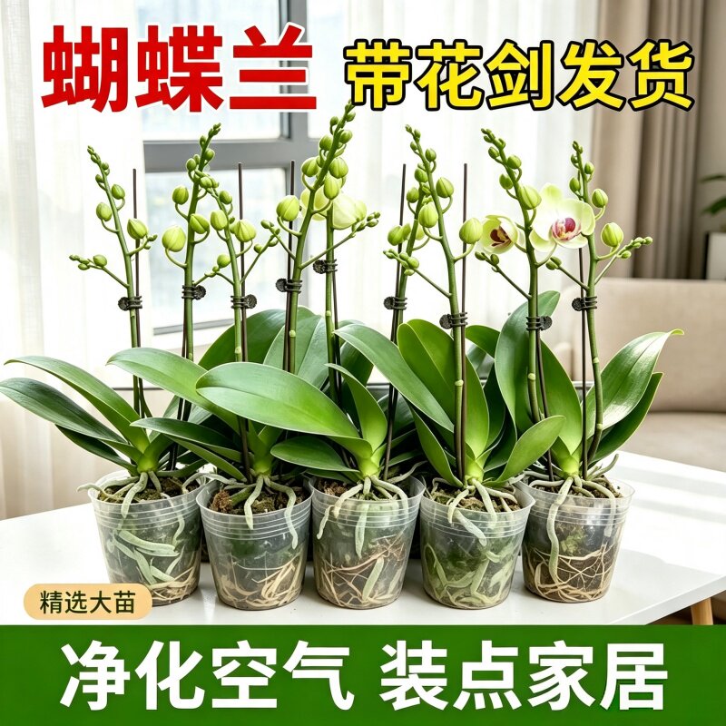 蝴蝶兰带花剑大苗兰花卉盆栽绿年宵植物室内客厅四季好养活花苞