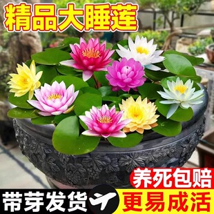 睡莲水培植物带花苞多季开花池塘荷花藕种盆栽水生花卉花根块种子