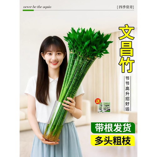 文昌竹龙富贵客厅水培植物