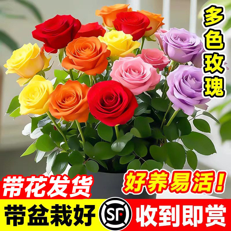 多色嫁接玫瑰花盆栽带花苞室内阳台月季花苗四季耐寒好养带盆栽好 - 实物图