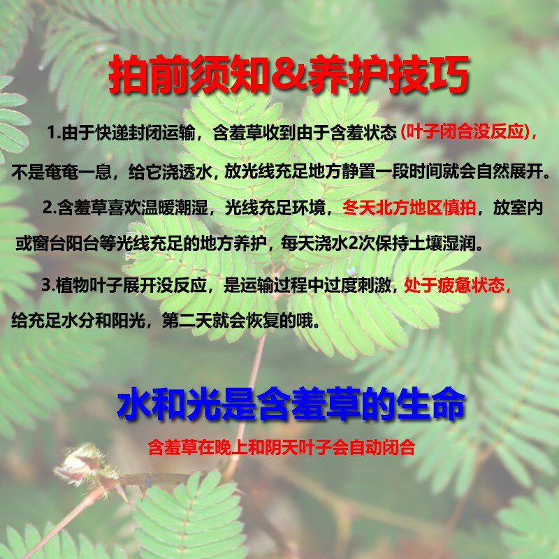 含羞草盆栽室内阳台小植物四季常青害羞草怕羞草彩色花苗趣味植物