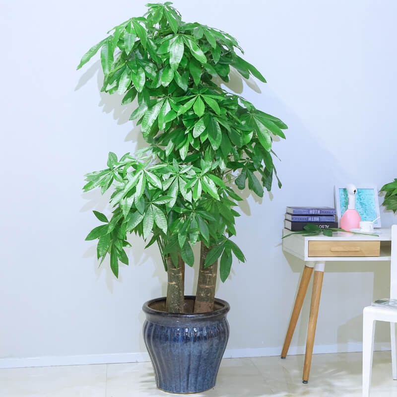 发财树办公室客厅绿植盆栽大型金钱树花卉植物室内花绿化北京发货