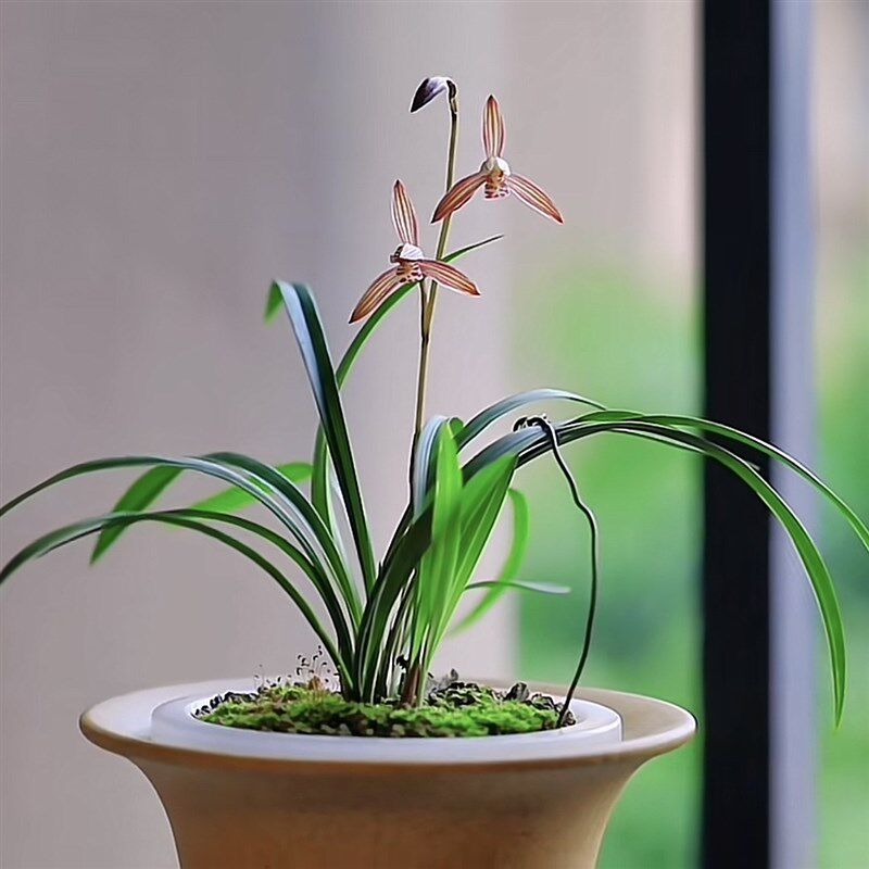 兰花苗建兰四季兰大明胭脂矮种小草型夏秋带花苞浓香型室内花卉