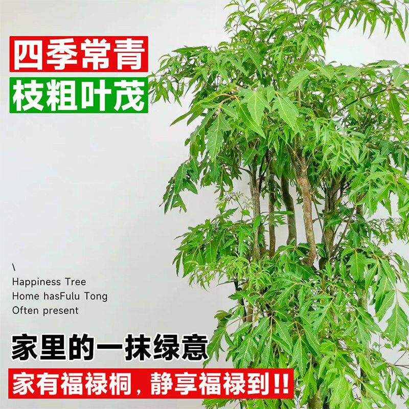 羽叶福禄桐盆栽室内大型绿植金钱兜老桩客厅招财植物开业送礼盆景