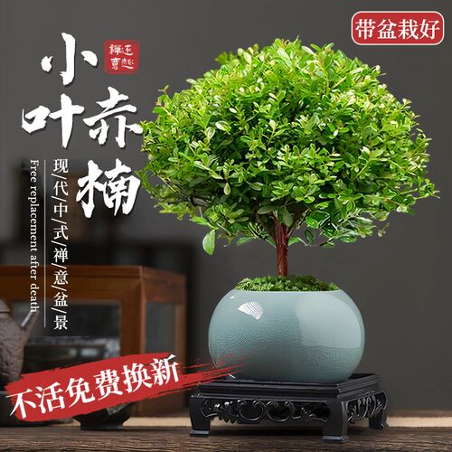 小叶赤楠盆景老桩金丝楠木盆栽室内办公室桌面绿植物四季好养花卉