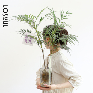 水培小檗木带根ins植物室内装饰氛围感