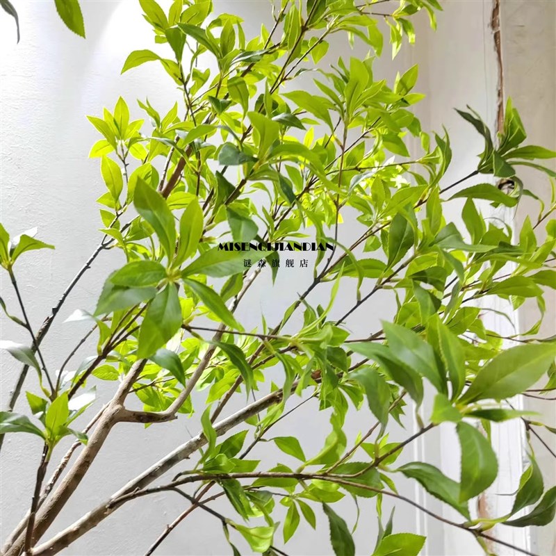 高端仿真马醉木橱窗造景植物室内仿真绿植装饰树大型假树简约景观