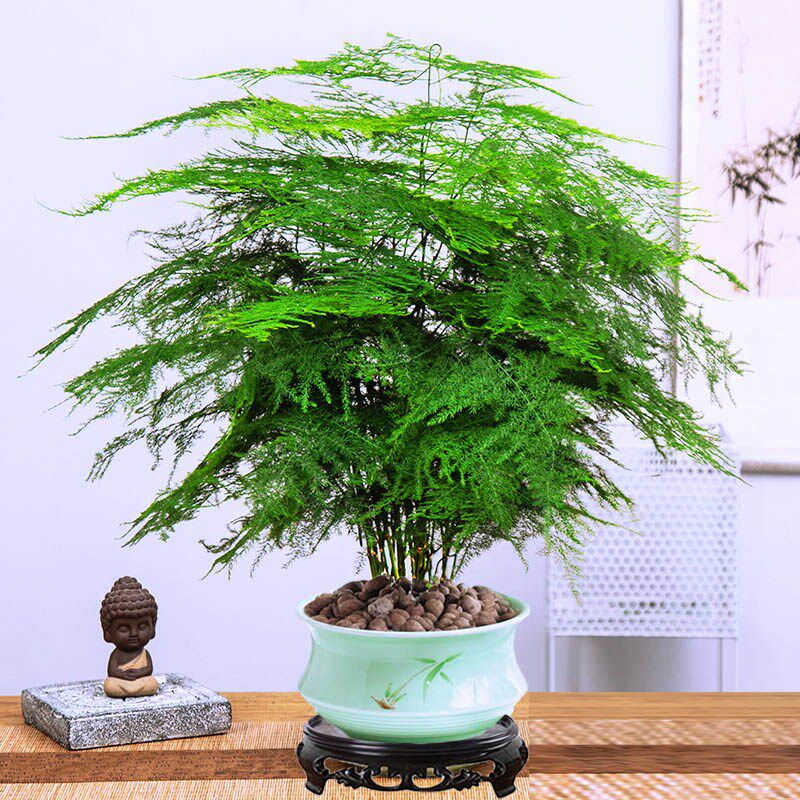 文竹盆栽室内办公室盆景桌面水培植物四季常青好养活花卉高端大苗