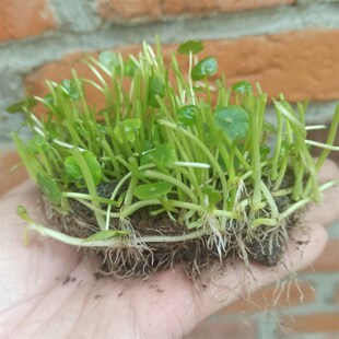 铜钱大叶个性创意盆栽铜钱草水培水养土培室内植物叶茂盛根系发达